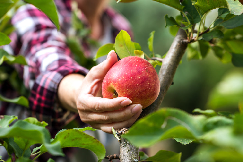 Why Zeffer 0% Apple Cider Is The BEST Non-Alcoholic Drink